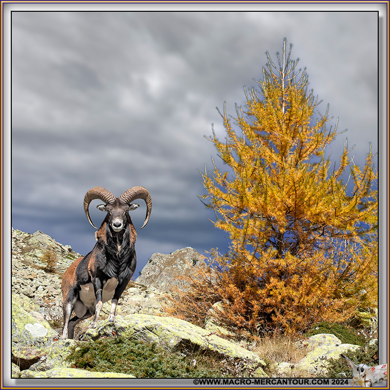 MOUFLONS